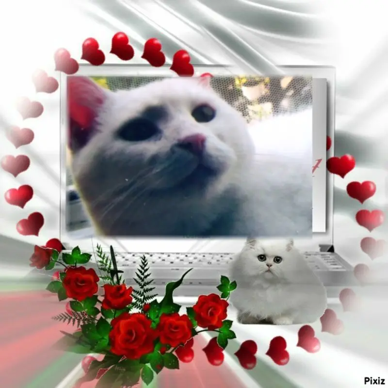 Condolence image of Lissy♥️