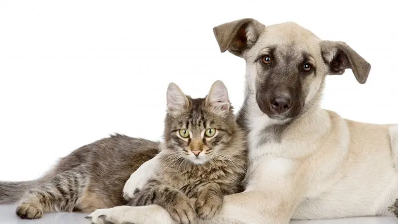 Condolence image of Von Minki an Frauchen Andrea