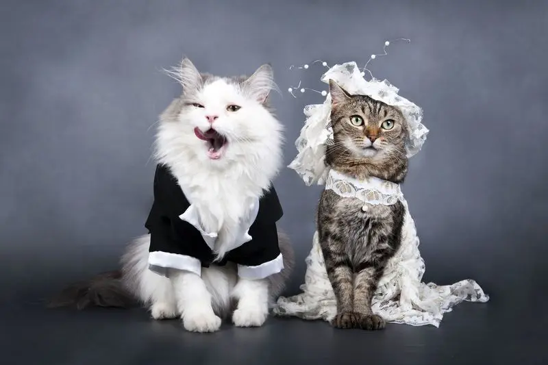 Condolence image of Von Minki an mein Frauchen Andrea