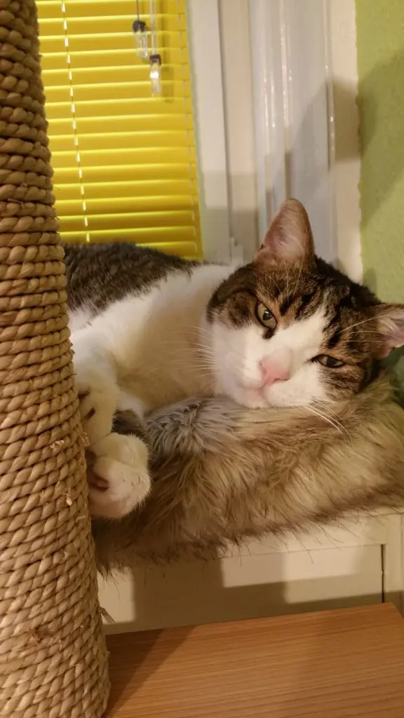 Condolence image of Post von Timmy an Minki