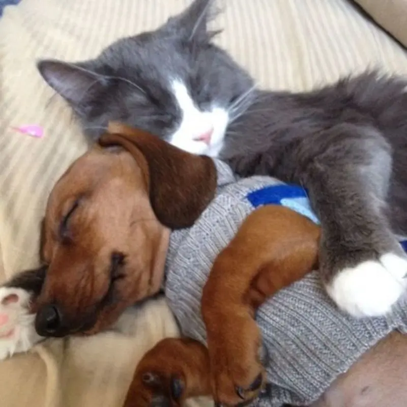 Condolence image of Post von Gatita an Minki