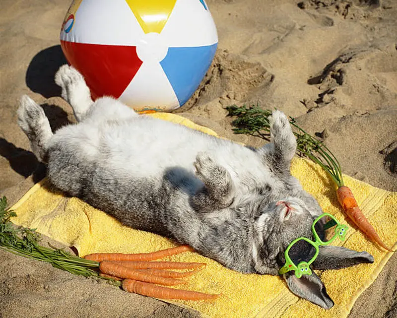 Condolence image of Post von Bunny