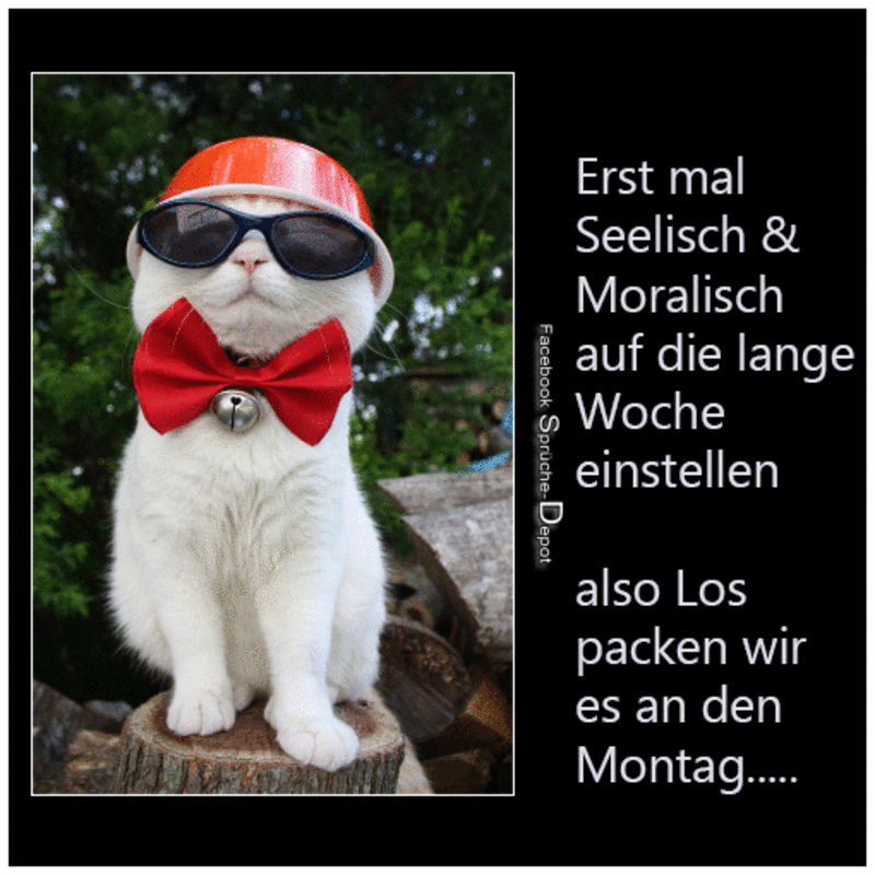 Condolence image of Tanja mit Timmy im Herzen