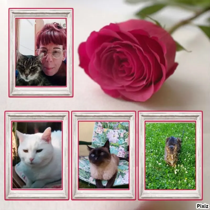 Condolence image of Sisi,Lissy, Amadeus und Jeannette ❤️