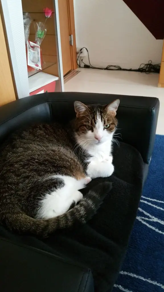 Condolence image of Post von Timmy an Minki