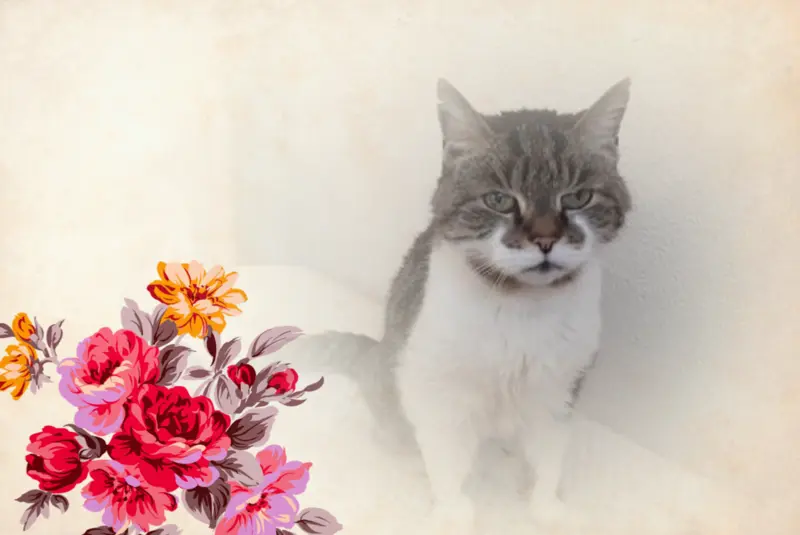 Condolence image of Sternchenpost ⭐