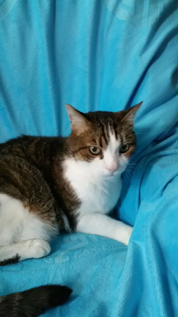 Condolence image of Post von Timmy an Minki