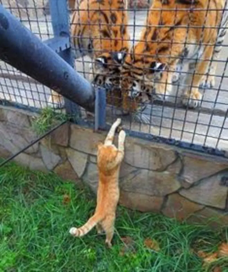Condolence image of An Minki und Frauchen Andrea von Gatita + Silvia