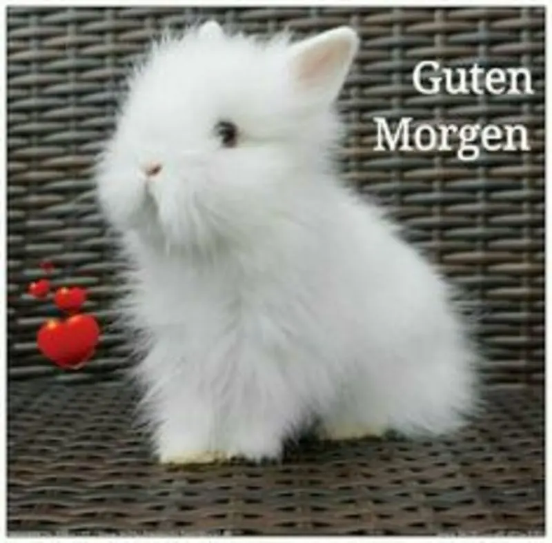 Condolence image of Post von Bunny