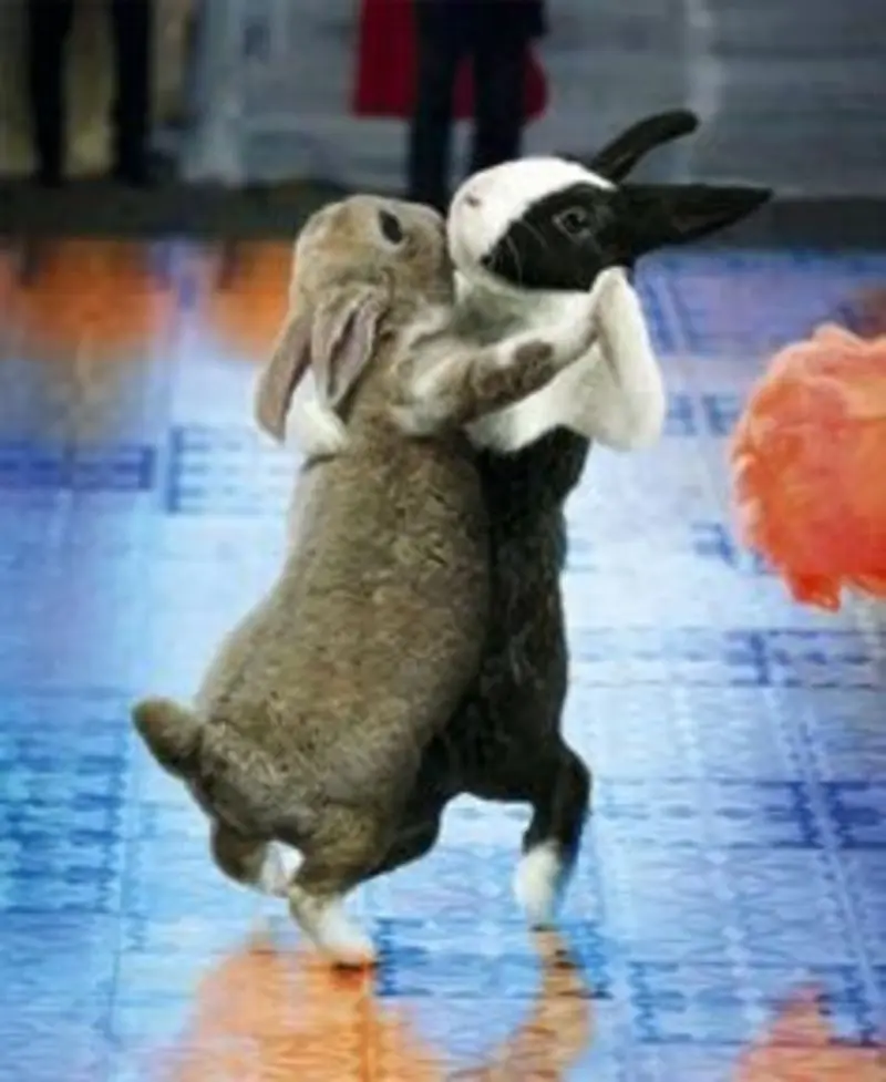 Condolence image of Post von Bunny