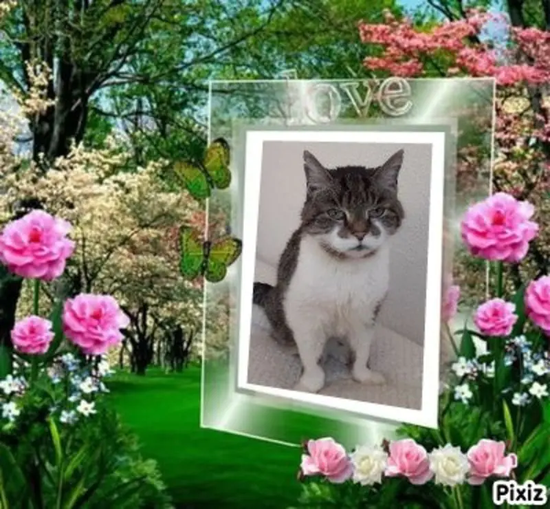 Condolence image of Sternchenpost ⭐