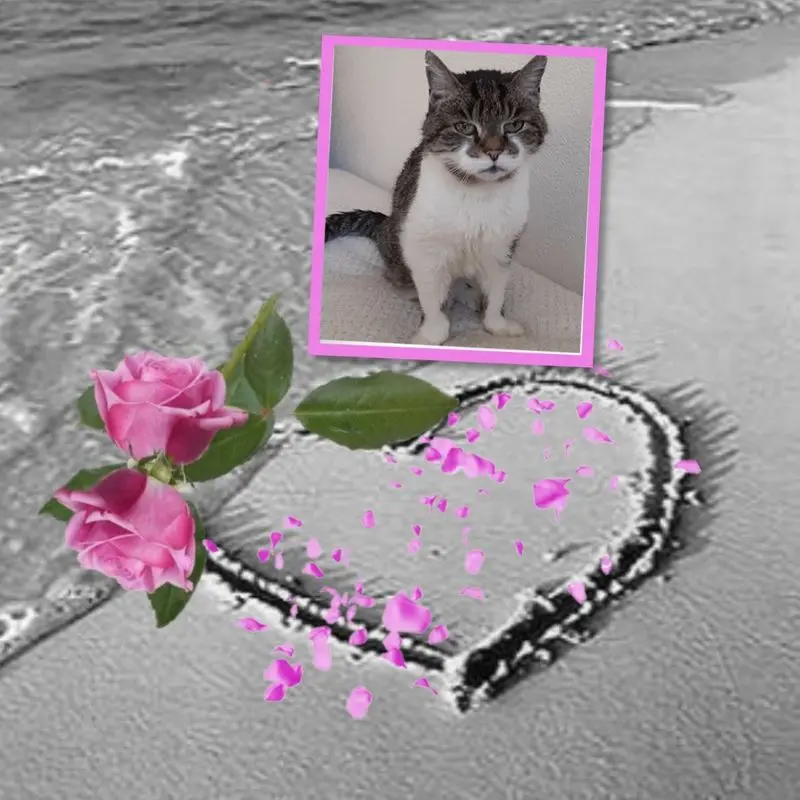 Condolence image of ❤️❤️❤️❤️❤️❤️❤️❤️❤️❤️❤️❤️❤️❤️