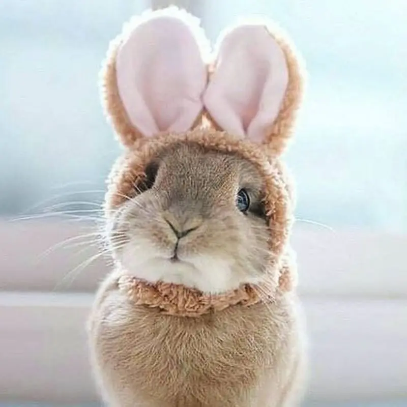 Condolence image of Patricia und Bunny