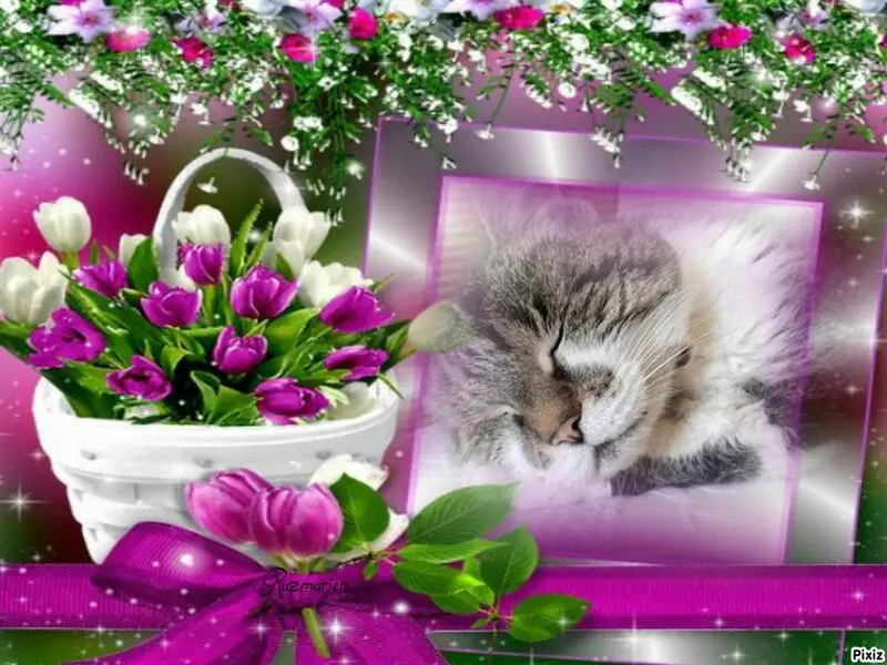 Condolence image of Sternchenpost ⭐