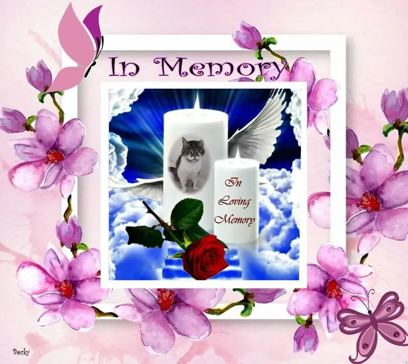 Condolence image of 1.Sternchen❤️Gedenktag❤️