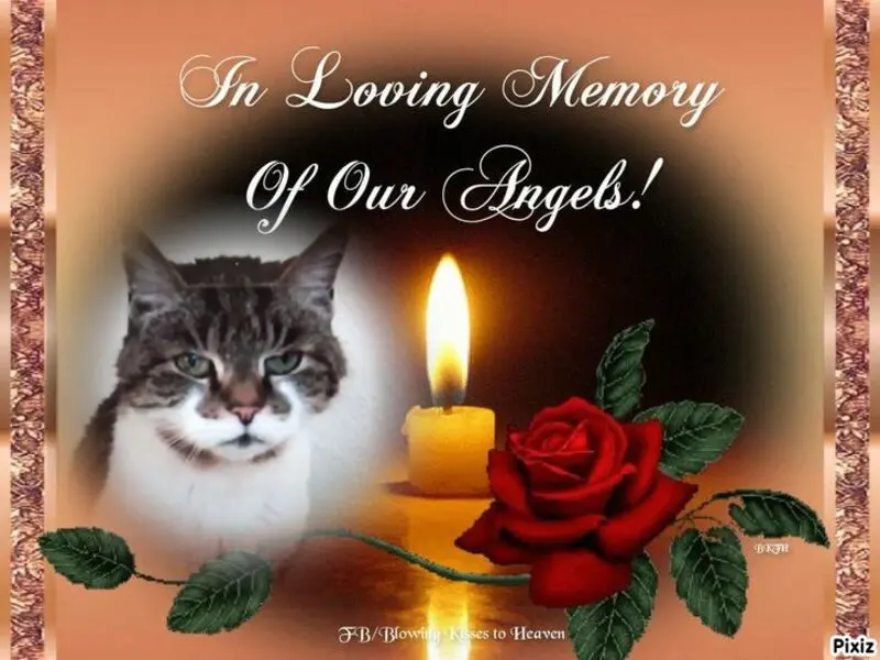 Condolence image of Für das süße Sternchen Minki ❤️