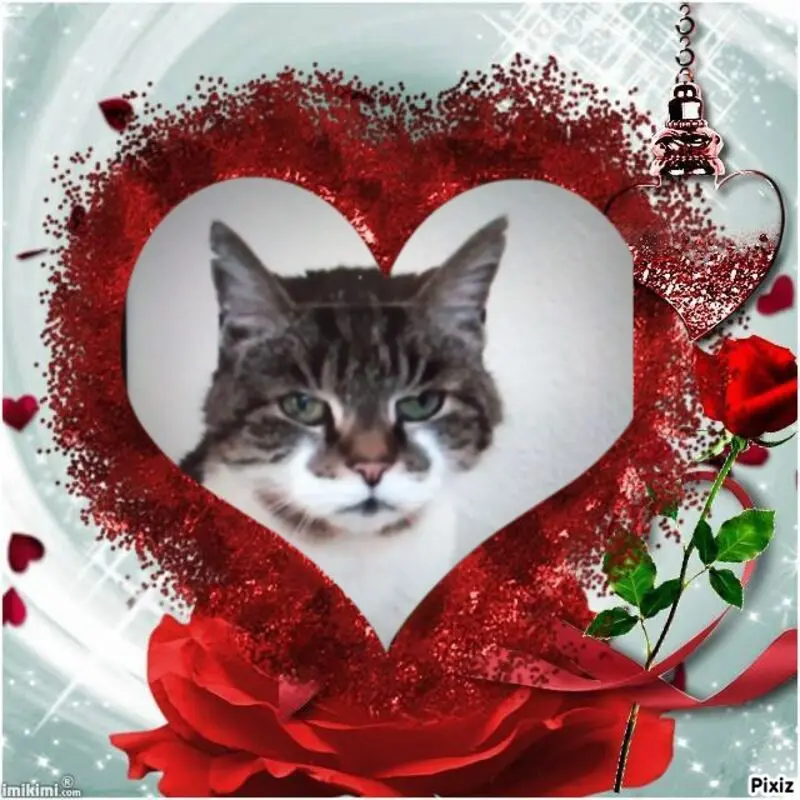 Condolence image of Für Liebling Minki♥️