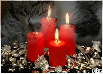 Condolence image of Tanja mit Timmy im Herzen