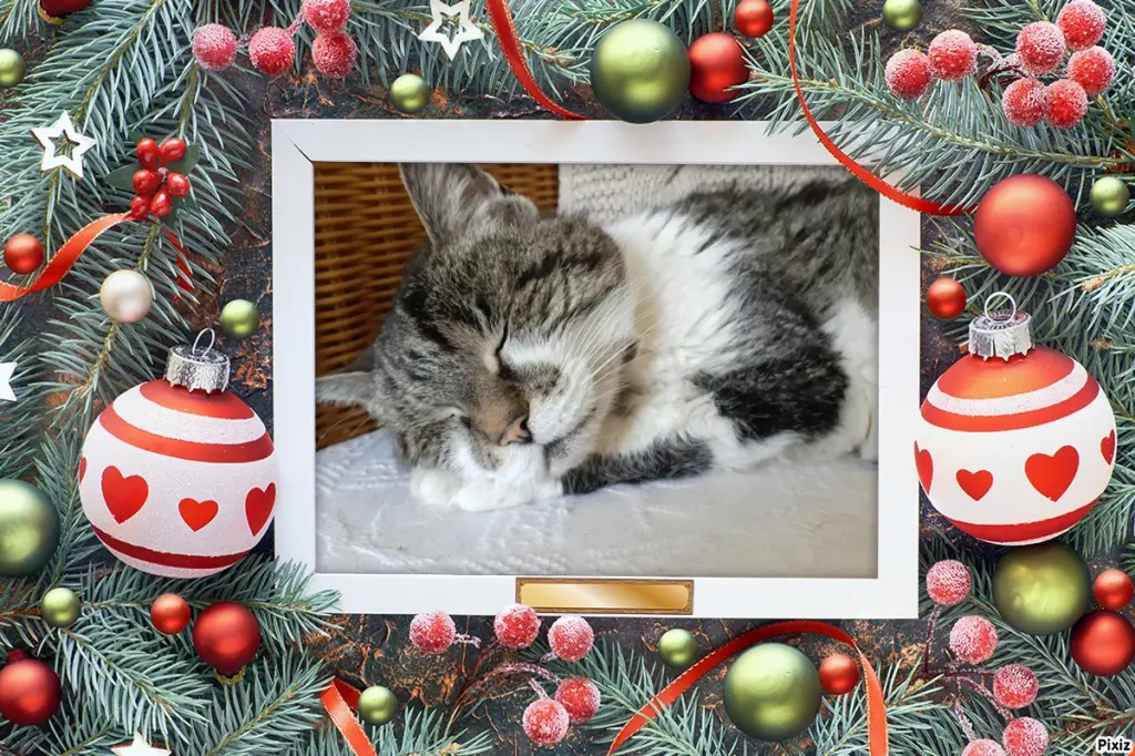 Condolence image of Tanja mit Timmy im Herzen