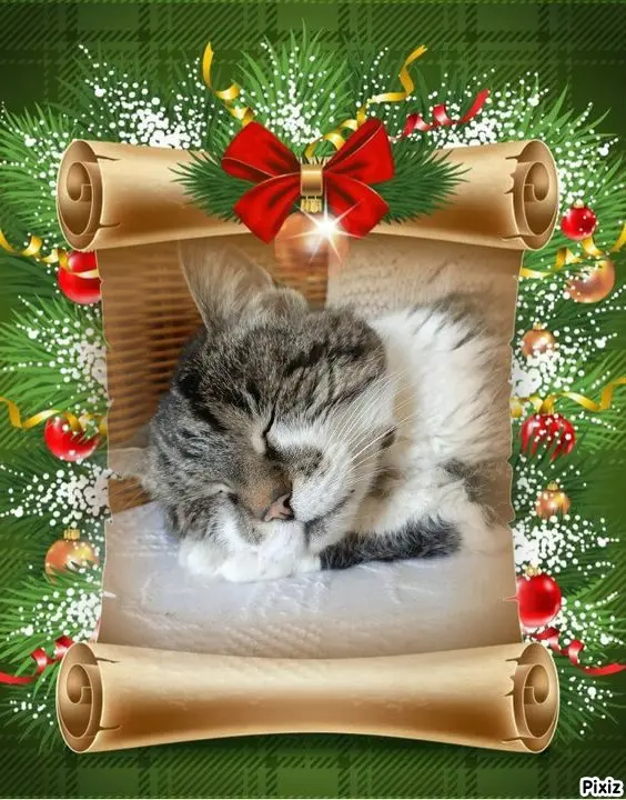 Condolence image of Tanja mit Timmy im Herzen