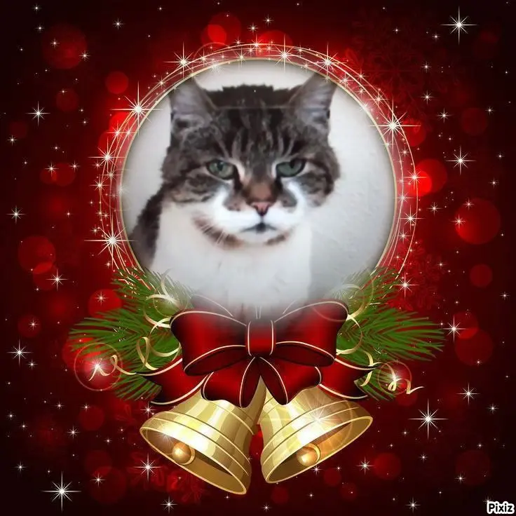 Condolence image of Für das kleine Sternchen Minki ❤️
