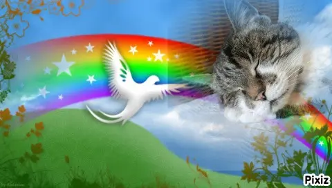 Condolence image of Tanja mit Timmy im Herzen