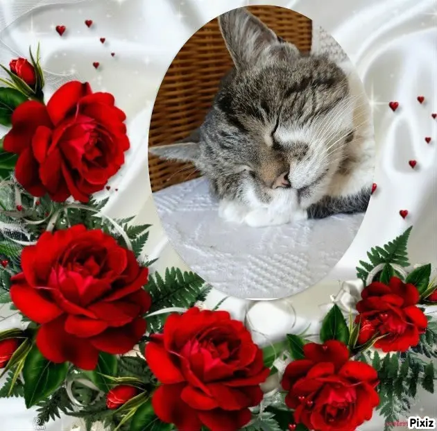 Condolence image of Tanja mit Timmy im Herzen