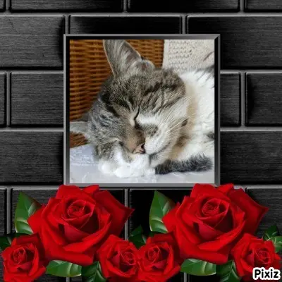Condolence image of Tanja mit Timmy im Herzen
