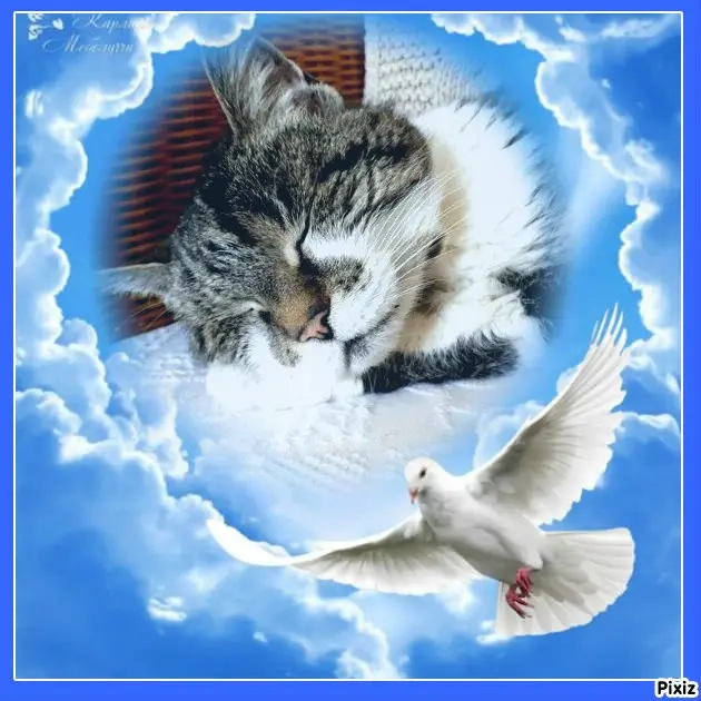 Condolence image of Tanja mit Timmy im Herzen