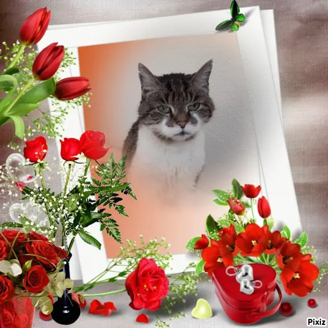 Condolence image of Sternchenpost ⭐