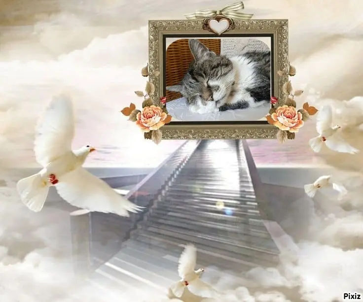 Condolence image of Tanja mit Timmy im Herzen