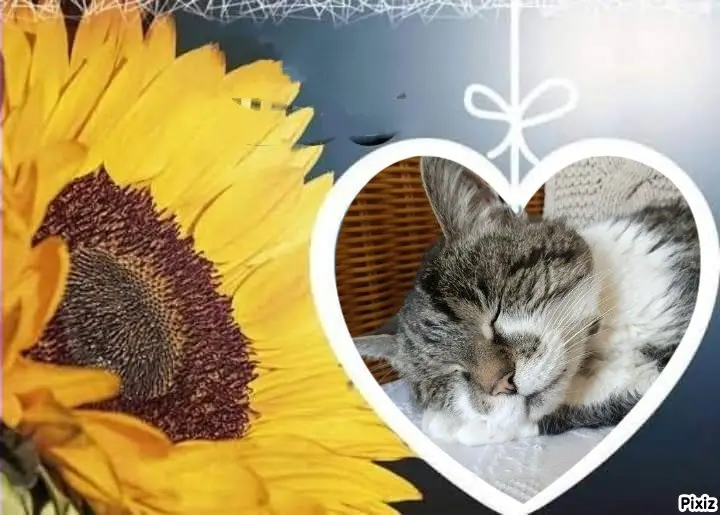 Condolence image of Tanja mit Timmy im Herzen