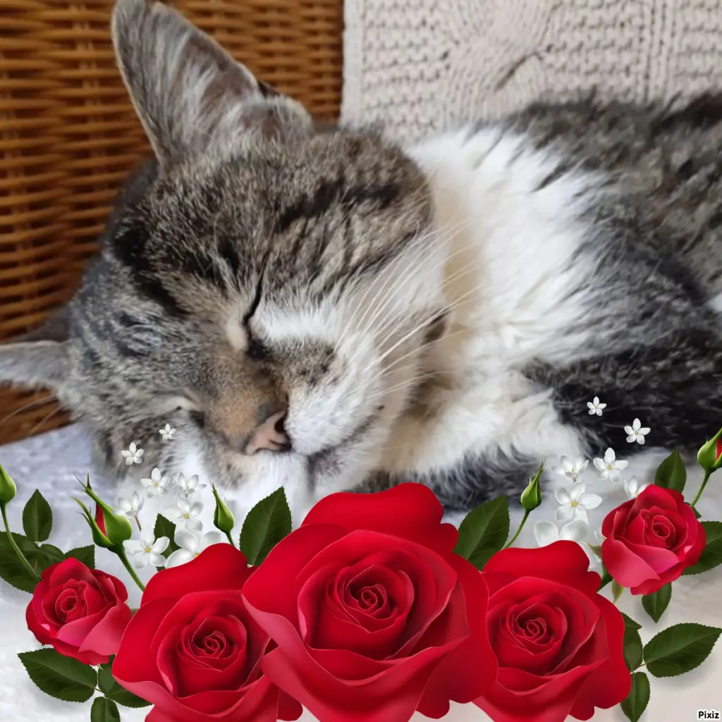 Condolence image of Sternchenpost ⭐️