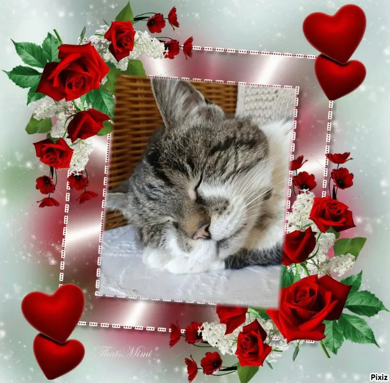 Condolence image of Tanja mit Timmy im Herzen