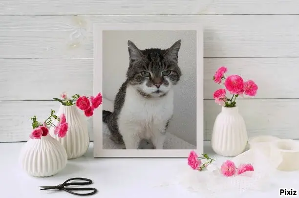 Condolence image of Tanja mit Timmy im Herzen