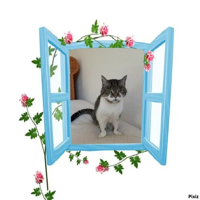 Condolence image of Tanja mit Timmy im Herzen