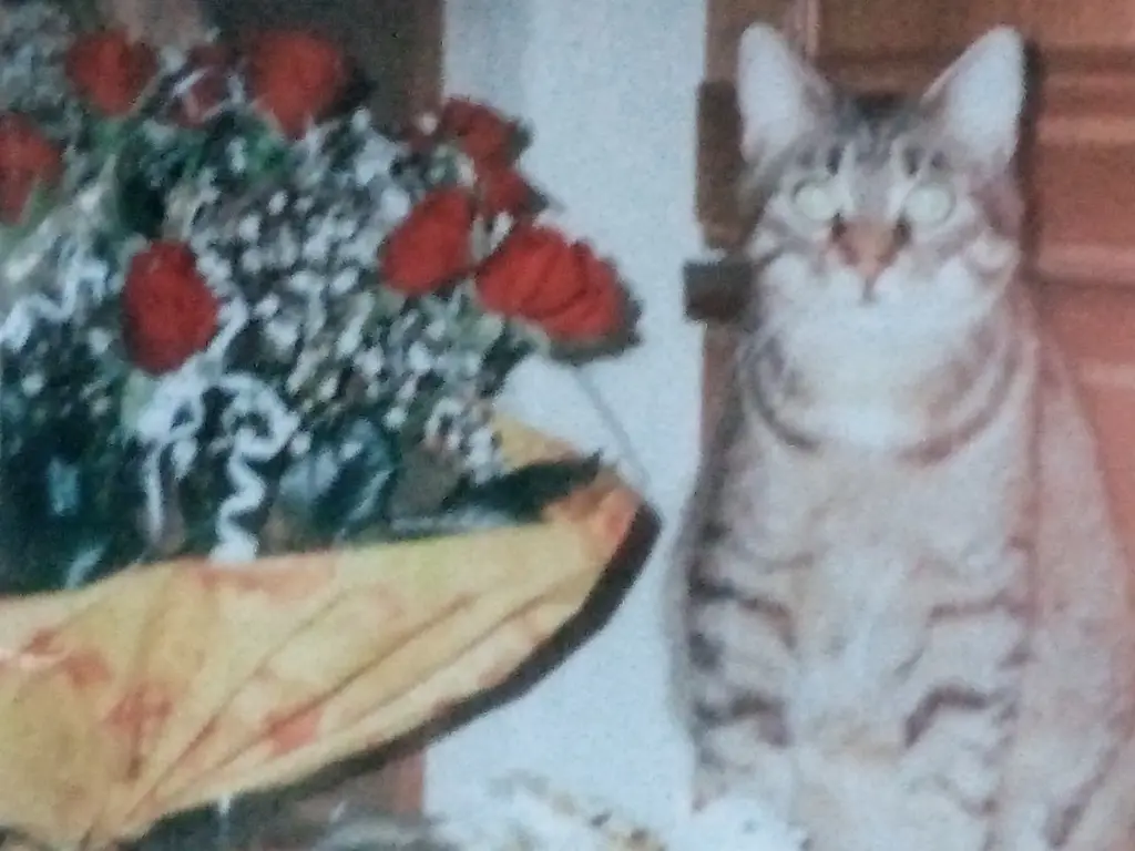 Condolence image of Für das kleine Sternchen Minki ♥️