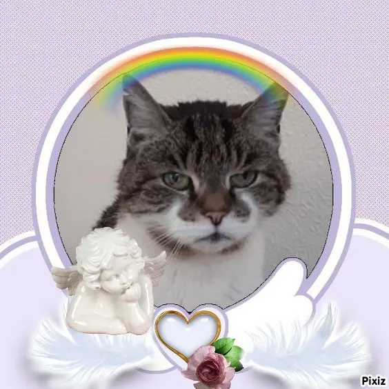 Condolence image of Sternchenpost ⭐