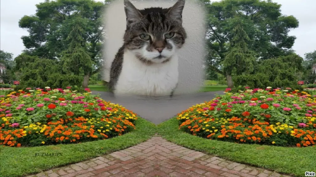 Condolence image of Tanja mit Timmy im Herzen