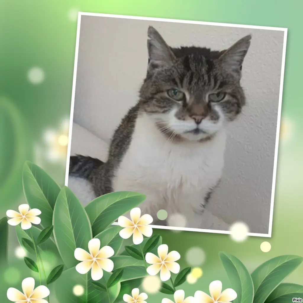 Condolence image of Tanja mit Timmy im Herzen