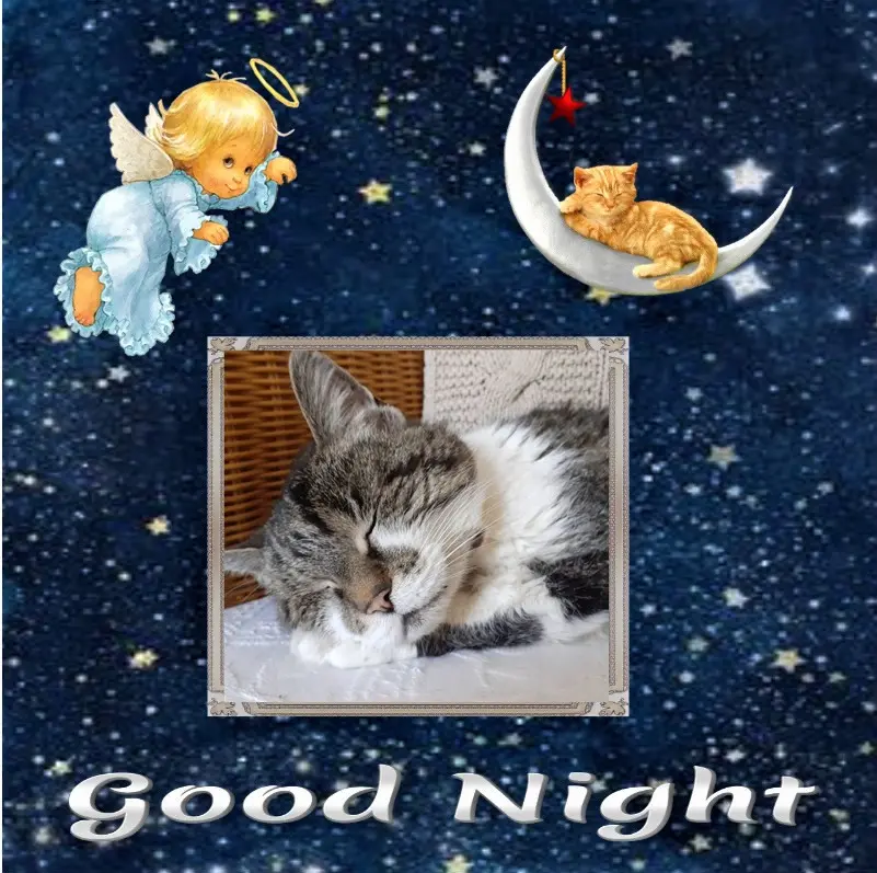 Condolence image of Gute Nacht❤️❤️❤️Mauschen❤️❤️❤️