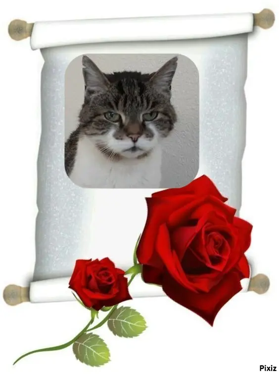 Condolence image of Tanja mit Timmy im Herzen