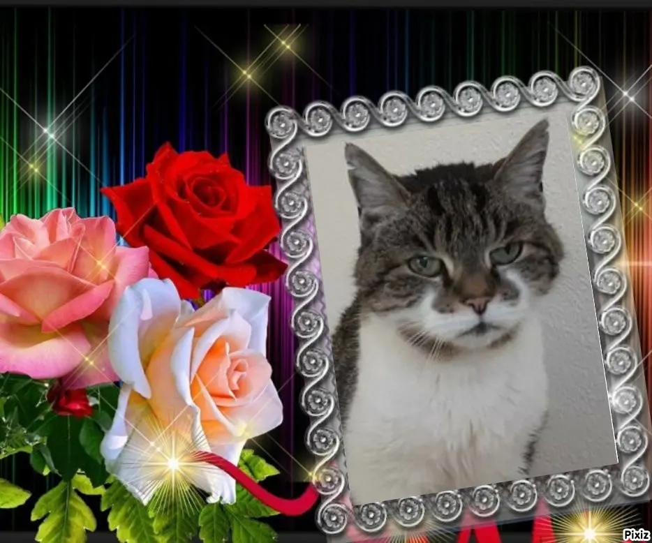 Condolence image of Tanja mit Timmy im Herzen