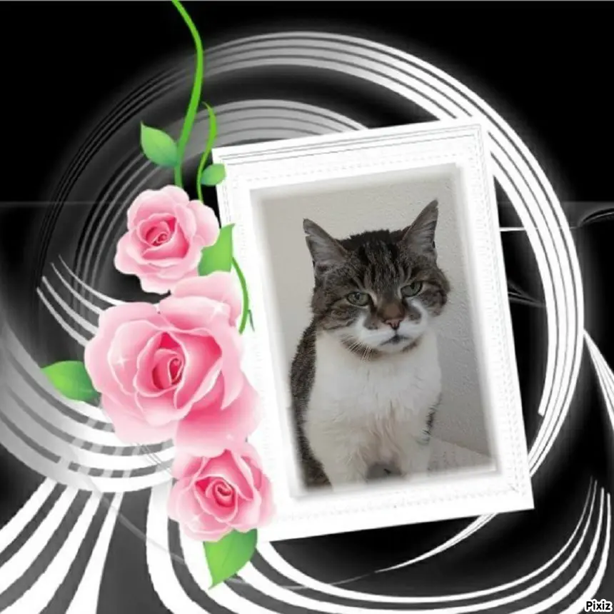 Condolence image of Tanja mit Timmy im Herzen