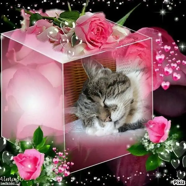 Condolence image of Tanja mit Timmy im Herzen