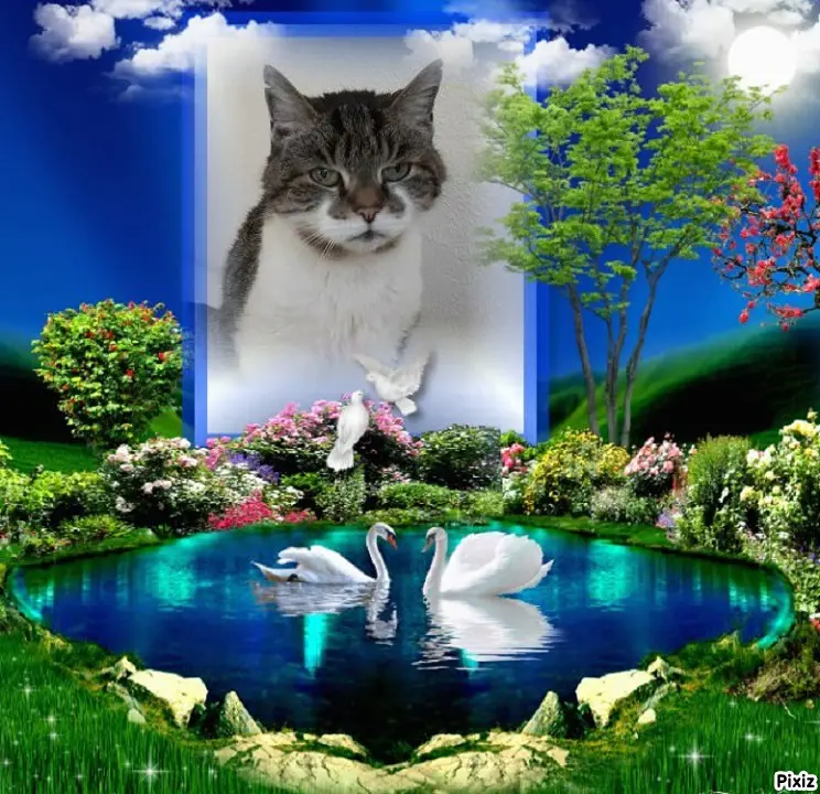 Condolence image of Tanja mit Timmy im Herzen