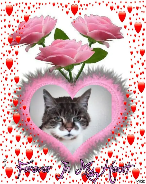 Condolence image of Für das süße Sternchen Minki ❤️