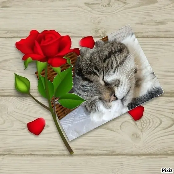 Condolence image of Tanja mit Timmy im Herzen