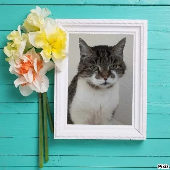 Condolence image of Tanja mit Timmy im Herzen