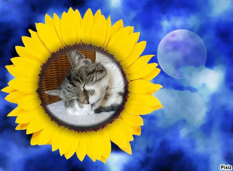 Condolence image of Tanja mit Timmy im Herzen